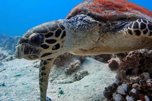 Colorful Red Sea 